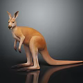 Detailed Brown Kangaroo Standing on Dark Surface with Reflection and Clear Fur Details