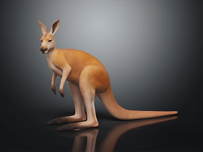 Detailed Brown Kangaroo Standing on Dark Surface with Reflection and Clear Fur Details 3d model