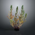 Lush Plant With Green Yellow Leaves And Purple Stems On Black Base