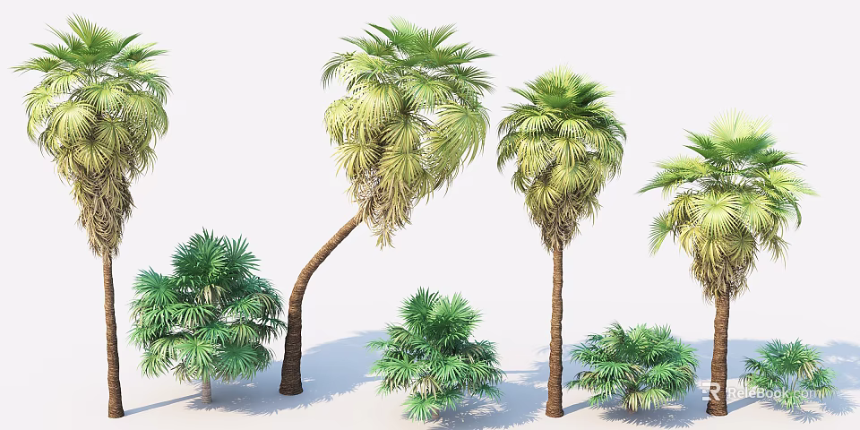 Palm Trees In Various Sizes With Green Fronds And Brown Trunks 3d model 