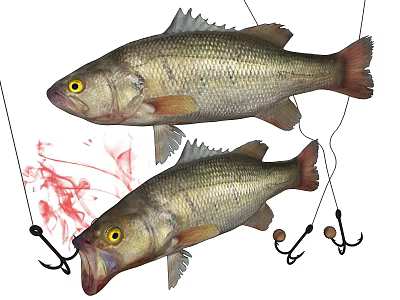 Two Freshwater Bass Fish Hanging With Fishhooks And Red Fishing Bait 3d model