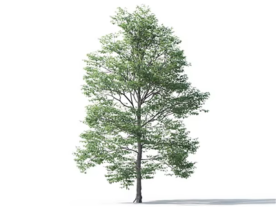 Lush Green Arbor with Dense Leaves and Sturdy Trunk Isolated on White 3d model