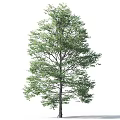 Lush Green Arbor with Dense Leaves and Sturdy Trunk Isolated on White