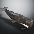 Gray Whale Model with Open Mouth and Visible Teeth on Dark Background Showing Clear Reflection 3d model