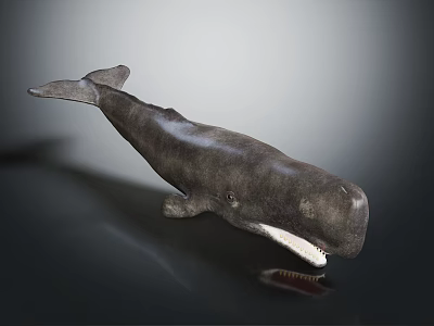 Gray Whale Model with Open Mouth and Visible Teeth on Dark Background Showing Clear Reflection 3d model