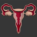 Pelvic Organs Human Female Reproductive Anatomy With Uterus Fallopian Tubes And Ovaries