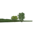 Green Shrubs With Individual Plants And Neatly Trimmed Hedge In Outdoor Landscape Design