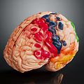 Detailed Human Brain Anatomical Model With Colored Labeled Regions And Structures 3d model