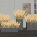 Black Flower Planters With Golden Ornamental Grass In Modern Indoor Interior