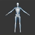 Detailed Human Skeleton Anatomical Model Showing Arm And Leg Bones Limb Organ Structures