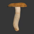 Modern mushroom straw mushroom poisonous mushroom 3d model