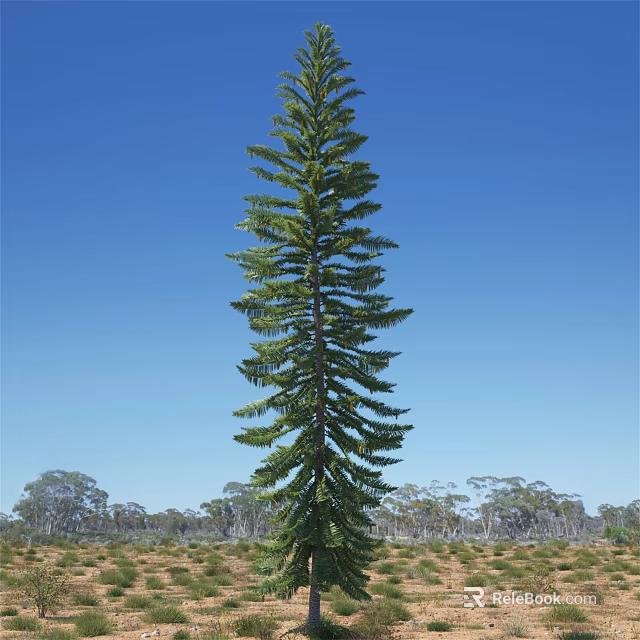 Tall Evergreen Tree Growing In Open Grassland With Clear Blue Sky 3d model 