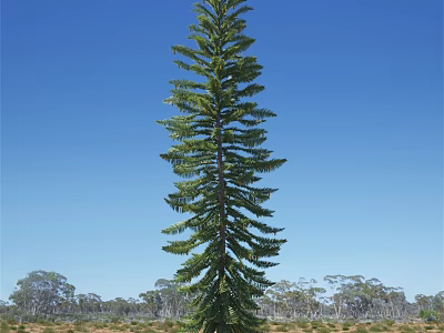 Tall Evergreen Tree Growing In Open Grassland With Clear Blue Sky 3d model