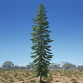 Tall Evergreen Tree Growing In Open Grassland With Clear Blue Sky