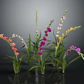 Colorful Decorative Flowering Plants With Green Leaves And Bright Multicolored Blooms