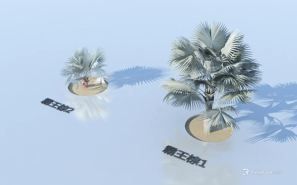 Two Bismarck Palm Trees With Large Fan Fronds Planted On Sandy Base 3d model 