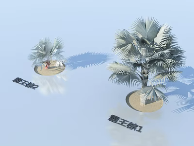 Two Bismarck Palm Trees With Large Fan Fronds Planted On Sandy Base 3d model