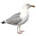 White Seagull With Grey Wings Standing In Natural Posture And Detailed Feathers
