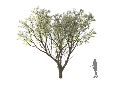 Tall Leafy Tree with Green Foliage and Girl Silhouette on White Background 3d model