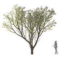 Pear Tree Fruit Tree Flowering Tree Landscape Tree Street Tree Courtyard Tree 3d model