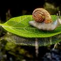 Modern snails snails in water 3d model