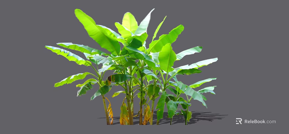 Lush Arborescent Banana Tree With Large Green Leaves And Sturdy Trunk 3d model 