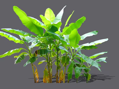 Lush Arborescent Banana Tree With Large Green Leaves And Sturdy Trunk 3d model