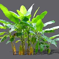 Lush Arborescent Banana Tree With Large Green Leaves And Sturdy Trunk