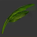 Fresh Green Herb Leaves as Natural Food Ingredient for Healthy Dishes