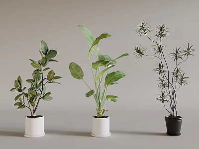 Various Potted Plants With Different Leaf Shapes In White And Black Pots For Indoor Decor 3d model