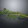 Natural Pine Branch With Green Leaves And Brown Stem On Gray Background