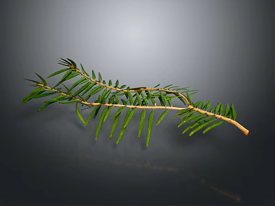 Natural Pine Branch With Green Leaves And Brown Stem On Gray Background 3d model