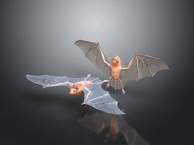 Two Light Brown Flying Bats With Transparent Wings On Dark Background 3d model