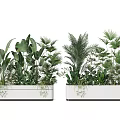 Potted Plants In White Rectangular Planters With Various Green Leafy Foliage For Indoor Decor 3d model