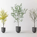 Three Bonsai Plants in Black Pots with Different Colored Leaves on White Background 3d model