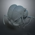 3D Rendered Beetle Insect Model Featuring Detailed Textured Surface Legs And Antennae