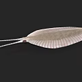 Aquatic Animal With Flat Body Fan Shaped Shell And Long Tail Spine On Dark Background