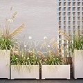 Reed Plant Combination Flower Box Potted Plant Pile Setaria 3d model