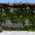 Stone Scenic Wall Decorated With Green Vines Purple Grapes And Wooden Pergola
