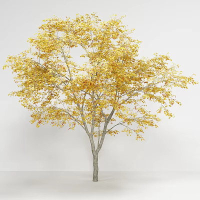 Deciduous Tree With Golden Yellow Leaves And Gray Trunk On White Background 3d model