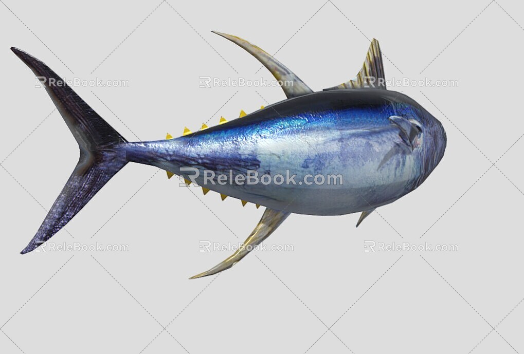 Yellowfin Tuna 3d model