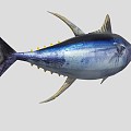 Yellowfin Tuna 3d model