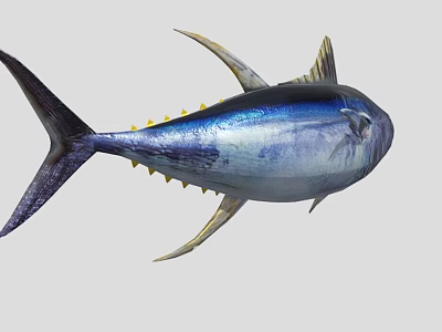 Streamlined Aquatic Animal Tuna With Blue And Silver Body And Yellow Fins 3d model