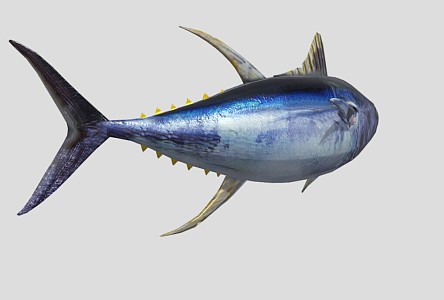 Yellowfin Tuna 3d model