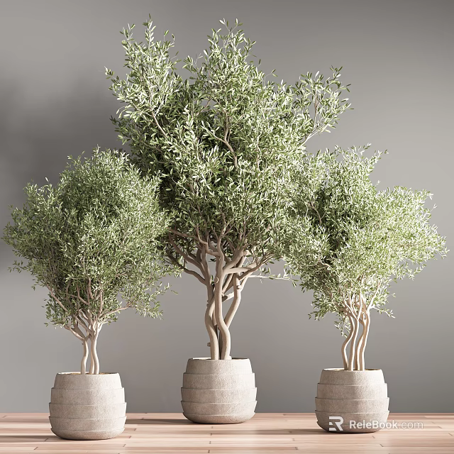 Three Bonsai Olive Trees With Lush Foliage In Light Colored Pots 3d model 