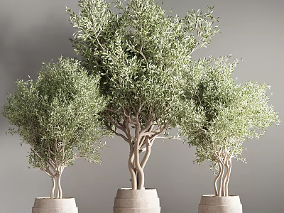 Three Bonsai Olive Trees With Lush Foliage In Light Colored Pots 3d model