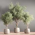 Three Bonsai Olive Trees With Lush Foliage In Light Colored Pots 3d model