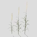 Three Tall Slender White Spike Plants With Green Leaves Against Light Gray Background