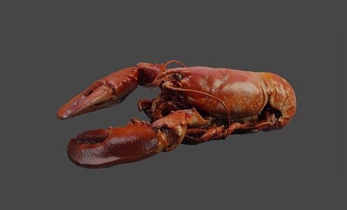 lobster seafood marine animal australian lobster 3d model