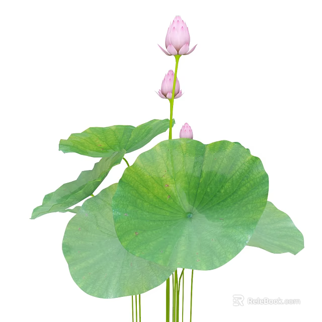 Pink Lotus Flowers With Pink Buds And Large Green Leaves In Bloom 3d model 